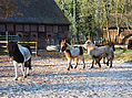 islandfohlen-2014-283909.jpg