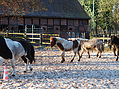 islandfohlen-2014-283916.jpg