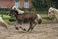 Islandfohlen-Rutenmuehle-2650.jpg