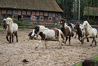 Islandfohlen-Rutenmuehle-2663.jpg