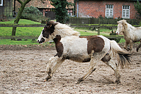 Islandfohlen-Rutenmuehle-2671.jpg