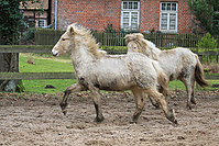 Islandfohlen-Rutenmuehle-2701.jpg