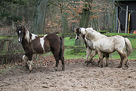 Islandfohlen-Rutenmuehle-2727.jpg