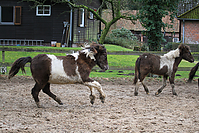 Islandfohlen-Rutenmuehle-2738.jpg