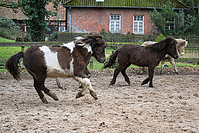 Islandfohlen-Rutenmuehle-2741.jpg