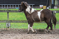 Islandfohlen-Rutenmuehle-2764.jpg