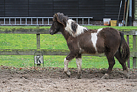 Islandfohlen-Rutenmuehle-2765.jpg