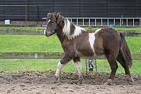 Islandfohlen-Rutenmuehle-2766.jpg