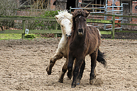 Islandfohlen-Rutenmuehle-2844.jpg