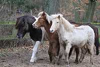 Islandfohlen-Rutenmuehle-2872.jpg