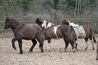 Islandfohlen-Rutenmuehle-3023.jpg