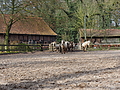 P0000018-Islandfohlen2015-03-07_13-04-36P30720312015-03-07_13-04-366_873_KB.JPG