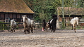 P0000027-Islandfohlen2015-03-07_16-32-59P30720402015-03-07_13-04-362_542_KB.JPG