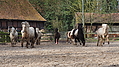 P0000030-Islandfohlen2015-03-07_16-33-34P30720432015-03-07_13-04-383_097_KB.JPG