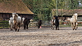 P0000033-Islandfohlen2015-03-07_16-34-43P30720462015-03-07_13-04-383_678_KB.JPG