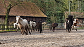 P0000036-Islandfohlen2015-03-07_16-35-20P30720492015-03-07_13-04-384_057_KB.JPG