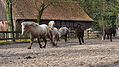 P0000040-Islandfohlen2015-03-07_16-36-07P30720532015-03-07_13-04-384_025_KB.JPG