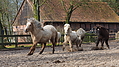 P0000044-Islandfohlen2015-03-07_16-36-38P30720572015-03-07_13-04-383_270_KB.JPG