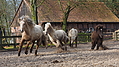 P0000046-Islandfohlen2015-03-07_16-37-15P30720592015-03-07_13-04-403_310_KB.JPG