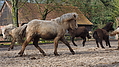 P0000057-Islandfohlen2015-03-07_16-41-12P30720702015-03-07_13-04-404_089_KB.JPG