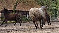 P0000059-Islandfohlen2015-03-07_16-41-46P30720732015-03-07_13-04-422_798_KB.JPG