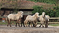 P0000062-Islandfohlen2015-03-07_16-46-16P30720782015-03-07_13-04-501_044_KB.JPG