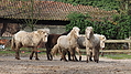 P0000063-Islandfohlen2015-03-07_16-46-56P30720792015-03-07_13-04-501_039_KB.JPG