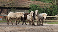 P0000065-Islandfohlen2015-03-07_16-48-28P30720812015-03-07_13-04-501_032_KB.JPG