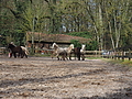 P0000072-Islandfohlen2015-03-07_13-04-52P30720902015-03-07_13-04-528_000_KB.JPG