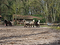 P0000073-Islandfohlen2015-03-07_13-04-52P30720912015-03-07_13-04-527_867_KB.JPG