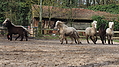 P0000074-Islandfohlen2015-03-07_16-52-14P30720922015-03-07_13-04-522_287_KB.JPG