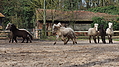 P0000075-Islandfohlen2015-03-07_16-52-56P30720932015-03-07_13-04-522_660_KB.JPG