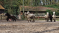 P0000076-Islandfohlen2015-03-07_16-53-39P30720942015-03-07_13-04-523_012_KB.JPG