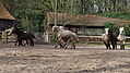 P0000077-Islandfohlen2015-03-07_16-54-02P30720952015-03-07_13-04-523_067_KB.JPG