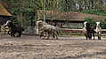 P0000078-Islandfohlen2015-03-07_16-54-16P30720962015-03-07_13-04-523_102_KB.JPG