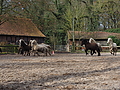 P0000086-Islandfohlen2015-03-07_13-04-54P30721042015-03-07_13-04-548_061_KB.JPG