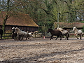 P0000088-Islandfohlen2015-03-07_13-04-54P30721062015-03-07_13-04-548_103_KB.JPG