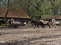 P0000089-Islandfohlen2015-03-07_13-04-54P30721072015-03-07_13-04-547_875_KB.JPG