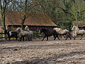 P0000091-Islandfohlen2015-03-07_13-04-54P30721092015-03-07_13-04-547_816_KB.JPG