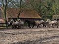 P0000092-Islandfohlen2015-03-07_13-04-54P30721102015-03-07_13-04-547_940_KB.JPG