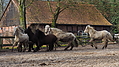 P0000095-Islandfohlen2015-03-07_16-56-19P30721132015-03-07_13-04-563_057_KB.JPG