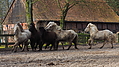 P0000096-Islandfohlen2015-03-07_16-57-17P30721142015-03-07_13-04-562_934_KB.JPG