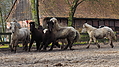 P0000097-Islandfohlen2015-03-07_16-58-27P30721152015-03-07_13-04-562_625_KB.JPG