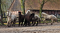 P0000098-Islandfohlen2015-03-07_16-59-05P30721162015-03-07_13-04-562_481_KB.JPG