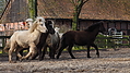 P0000102-Islandfohlen2015-03-07_17-01-21P30721202015-03-07_13-04-562_134_KB.JPG