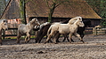 P0000104-Islandfohlen2015-03-07_17-02-29P30721232015-03-07_13-04-582_798_KB.JPG