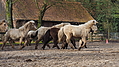 P0000105-Islandfohlen2015-03-07_17-02-52P30721242015-03-07_13-04-582_872_KB.JPG