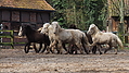 P0000111-Islandfohlen2015-03-07_17-07-22P30721382015-03-07_13-05-041_089_KB.JPG