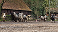 P0000119-Islandfohlen2015-03-07_17-10-06P30721462015-03-07_13-05-063_260_KB.JPG