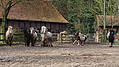 P0000120-Islandfohlen2015-03-07_17-10-20P30721472015-03-07_13-05-063_280_KB.JPG